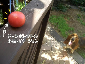 見つかった.JPG