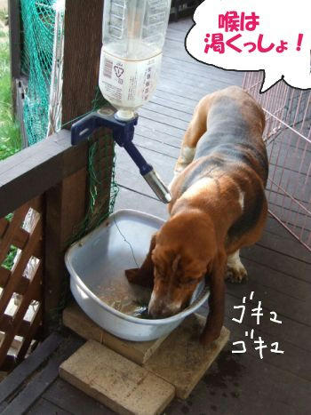水飲み野郎.JPG