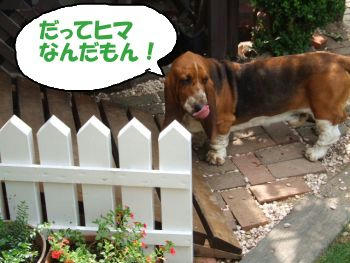 あっちをうろうろ.JPG