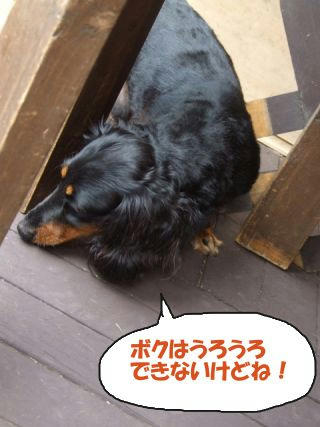 こっちをうろうろ.JPG