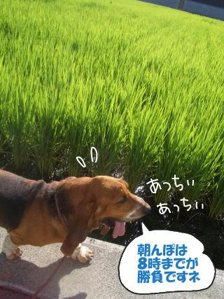 朝んぽ.JPG