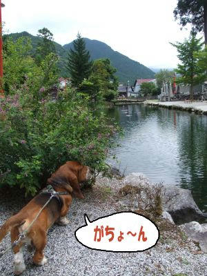 お庭.JPG