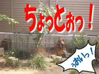 ちょっとー.JPG