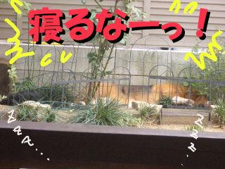 寝るなー.JPG