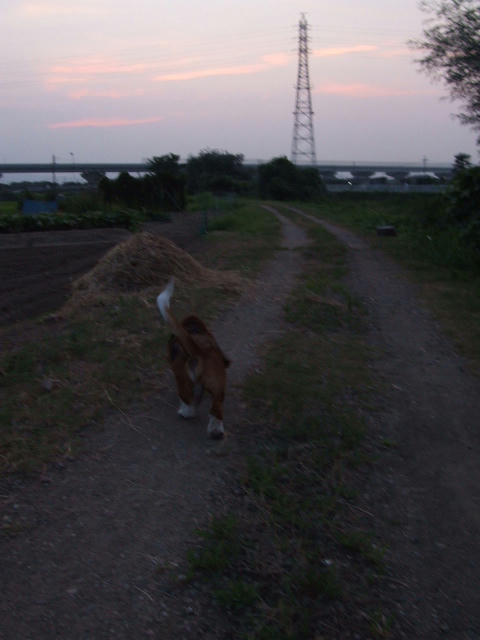 夕方.JPG