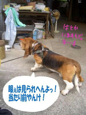 見なくても怖い奴.JPG