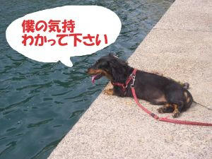 ガラスのハートとは俺のこと.JPG