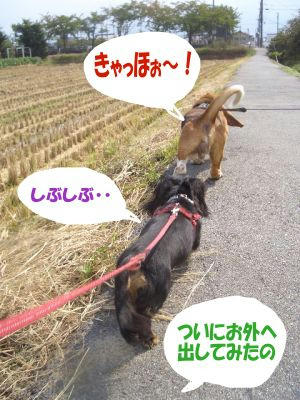 数ヶ月ぶりのサンポ.JPG