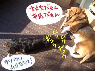ムリムリギュウギュウ.JPG