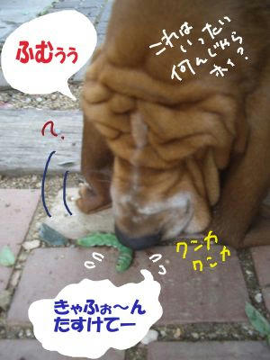 06f1c3fa.JPG