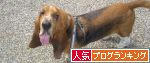 人気ブログらキングへ.JPG
