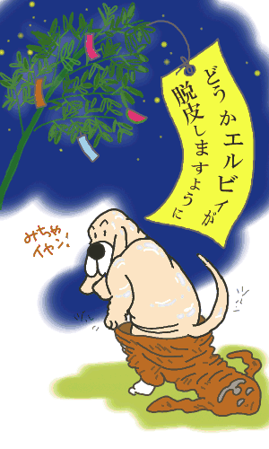 TANABATA-1.gif