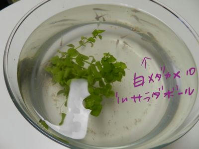 DSCN2196.JPG