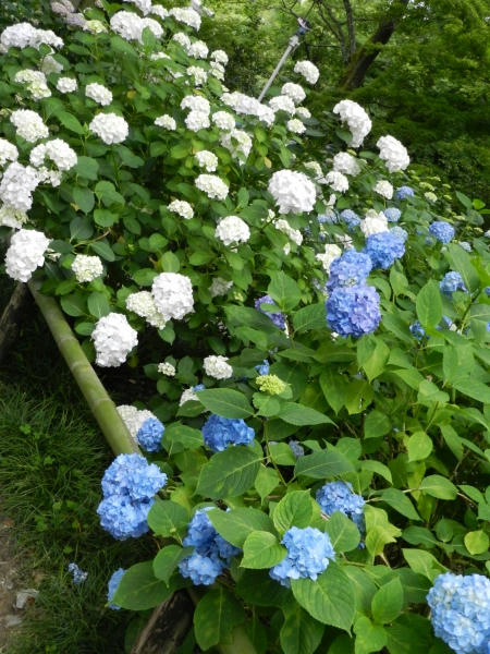 DSCN2412.JPG