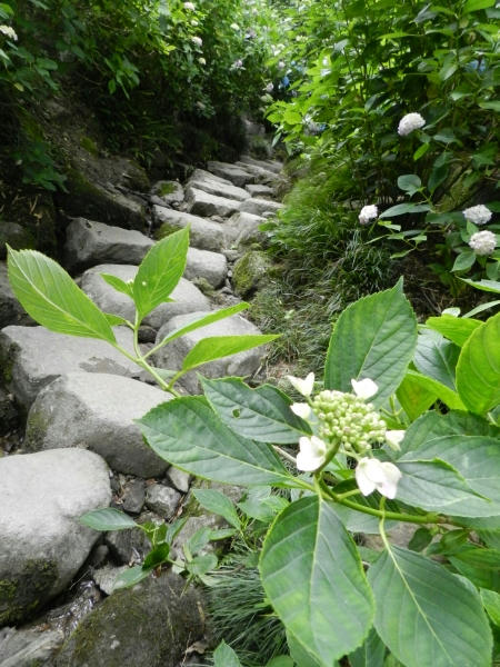 DSCN2432.JPG