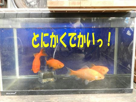 DSCN2594.JPG