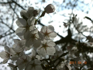 sakura01.jpg