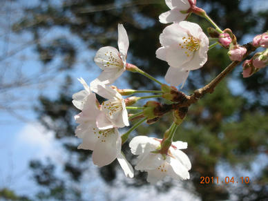 sakura02.jpg