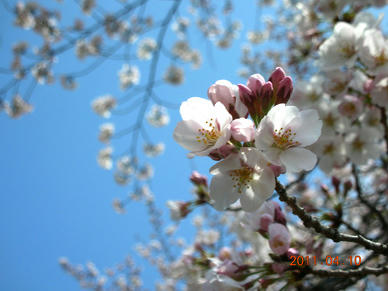 sakura03.jpg