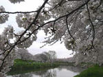 sakura_edited-1.jpg