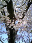 桜02