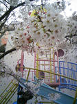幼稚園の桜