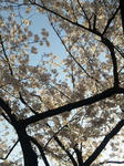 桜花