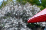 DSC_6733s.jpg