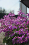 DSC_7432s.jpg