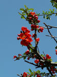 P1020127s.jpg