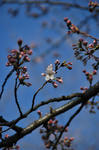 DSC_7626s.jpg