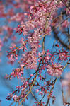DSC_7628s.jpg