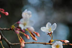 DSC_7680s.jpg