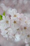 DSC_7820s.jpg