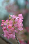 DSC_7874s.jpg