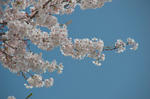 DSC_7923s.jpg