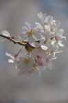 DSC_7925s.jpg