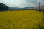DSC_7987s.jpg