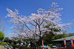 DSCF1396s.jpg