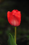 DSC_8129s.jpg