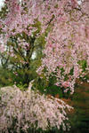 DSC_8149s.jpg