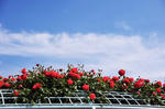 DSC_9188.jpg