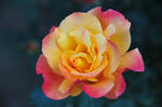 DSC_9268.jpg