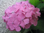 IMG_1236s.jpg