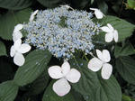 IMG_1240s.jpg