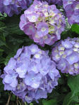 IMG_1244s.jpg