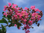 IMG_1328s.jpg