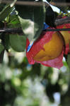DSC_3367s.jpg