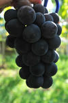DSC_3488s.jpg