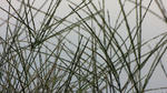 IMG_0574s.jpg
